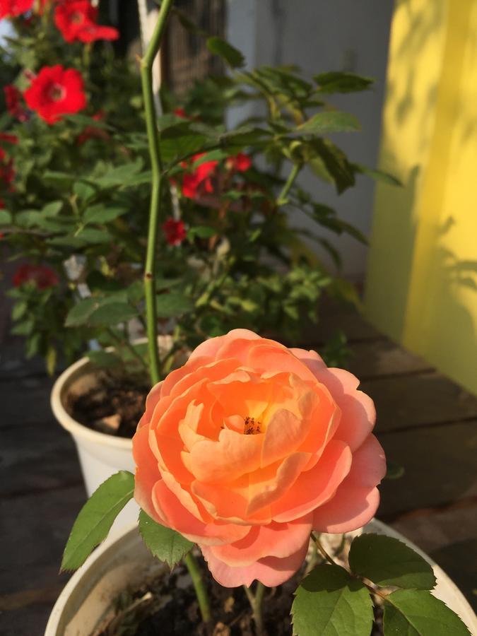 Adam Eva Homestay Dong Hoi Bagian luar foto